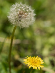 Dandelion fluff