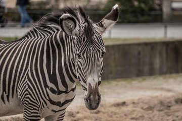 Fototapeta na wymiar Beautiful zebra at zoo in Berlin 