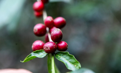 A detail of coffee cherries on a tree captured near the city of Piura, region called Jijili. In the north of Peru, 2011.