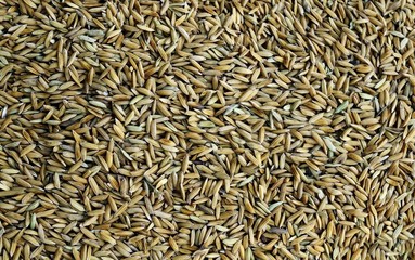 Detail many dry yellow rice seed for background