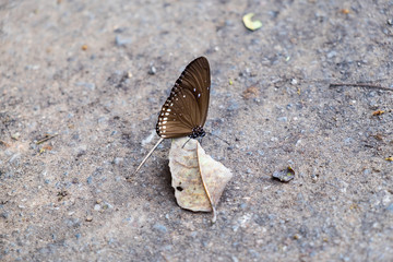 Butterfly on the floor