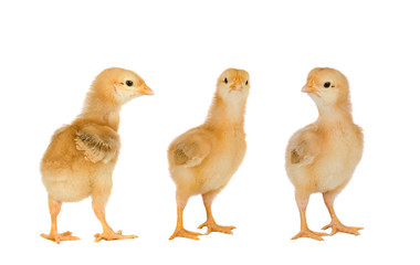 Three yellow chickens