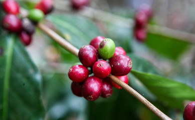 A detail of coffee cherries on a tree captured near the city of Piura, region called Jijili. In the north of Peru, 2011.