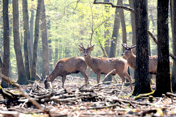 cerfs