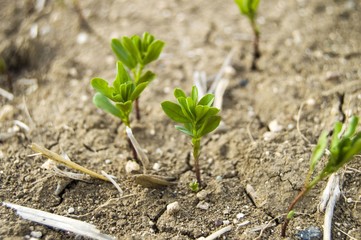 Fertilized cultivated field, fertilized green lentil field, fertilizer and agriculture
