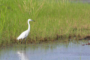 white asian egret