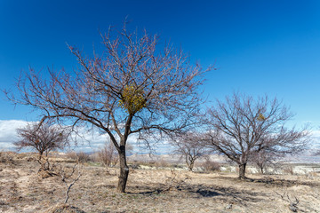 Trees without leaves on a background of mountains in Cappadocia.