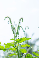 Alacransillo, Eye Bright, Indian Heliotrope, Indian Turnsole, Turnsole, Heliotropium indicum