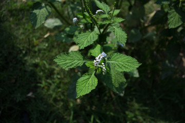 Alacransillo, Eye Bright, Indian Heliotrope, Indian Turnsole, Turnsole, Heliotropium indicum