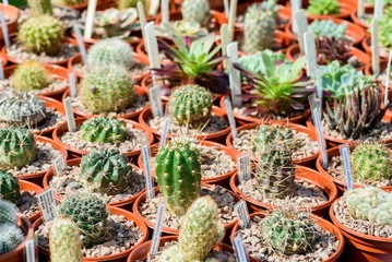 Fototapeta premium Cactus Plant Sale