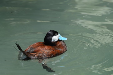 stiff tailed duck in Florida