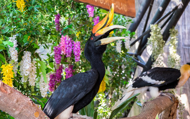  Hornbill bird