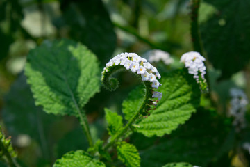 Alacransillo, Eye Bright, Indian Heliotrope, Indian Turnsole, Turnsole, Heliotropium indicum