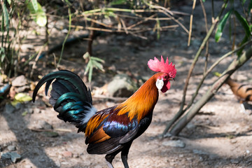 chicken in forest