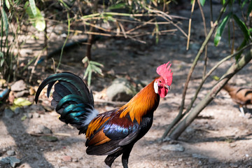 chicken in forest