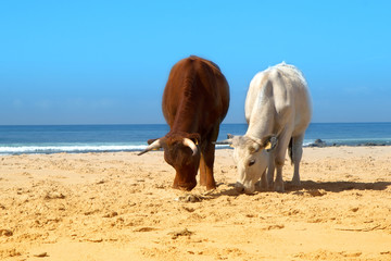 The herd of cows, bulls and calves sunbathes on the sunny beach of Atlantic ocean. Andalusia, Spain.  © Vira Pogromska