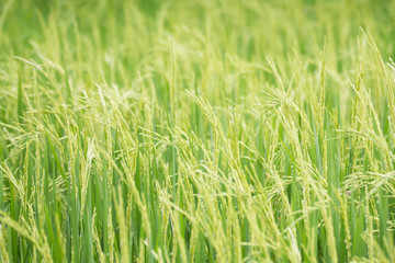 young rice field