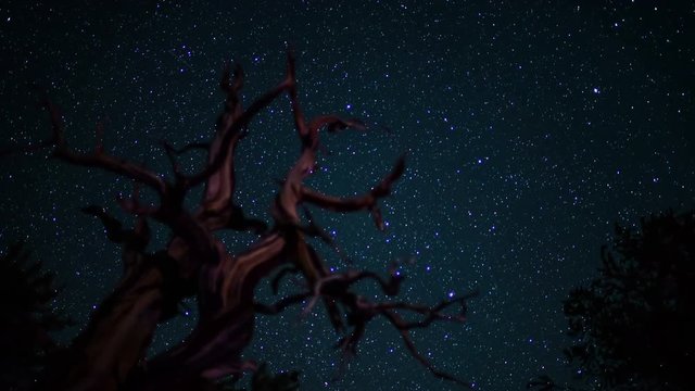 Milky Way Perseid Meteor Shower Bristlecone Pine Forest 05 Time Lapse