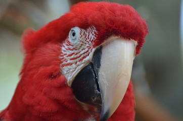 Pappagallo Cacatua Rosso Ara rosso dalle ali verdi 