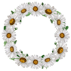 Wildflower chamomile flower wreath in a watercolor style isolated.