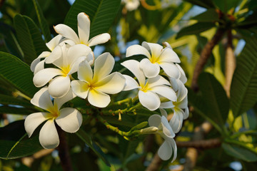 White Frangipani flower or Plumeria flower blooming on a tree
