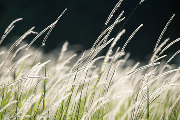 Obrazy na Plexi  Dmuchanie trawy kwiatowej na ciemnym tle