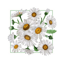 Wildflower chamomile flower in a watercolor style isolated.