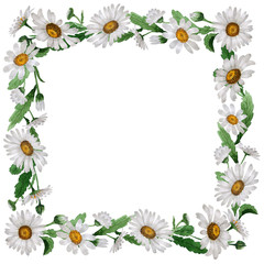 Obraz premium Wildflower chamomile flower frame in a watercolor style isolated.
