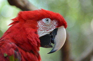 Pappagallo Cacatua Rosso Ara rosso dalle ali verdi 