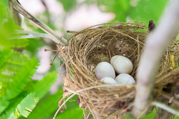 Obraz premium bird eggs on nest
