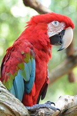 Pappagallo Cacatua Rosso Ara rosso dalle ali verdi 
