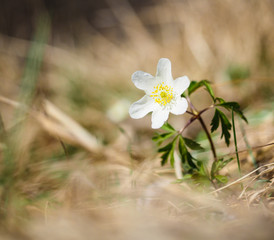 Beautiful little white windflower anemone, standing on its own at spring © AB Photography