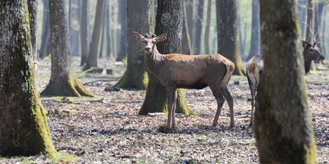 cerfs