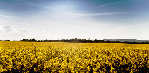 Rapeseed field in spring