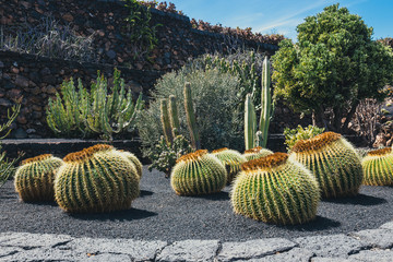 View of cactus garden, jardin de cactus in Guatiza, popular attraction in Lanzarote, Canary islands