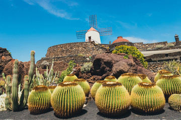 View of cactus garden, jardin de cactus in Guatiza, popular attraction in Lanzarote, Canary islands © dziewul