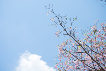 Pink wild Himalayan Cherry flower with bright blue sky and cloud background in sunshine day. Thai sakura blooming summer in Thailand.