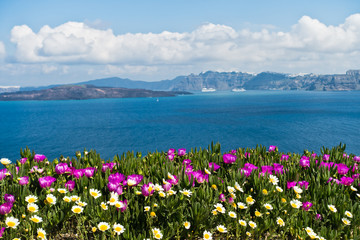 Obrazy  Wiosenne kwiaty na kalderze w słoneczny poranek, wyspa Santorini, Grecja