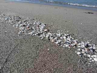 Fototapeta na wymiar Seashells on sand. Summer beach background. Top view