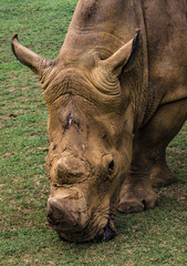 Obraz premium Rinoceronte