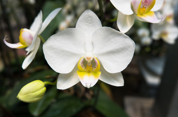white orchid blooming in the garden