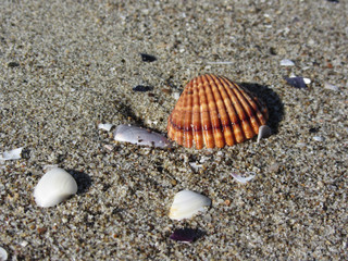 Seashells on sand. Summer beach background. Top view