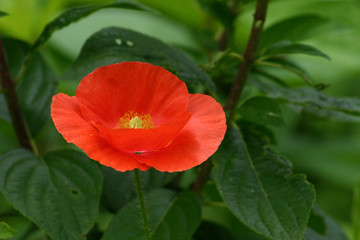 Red Oriental Poppy