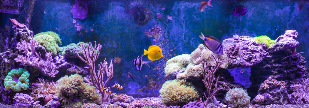 Reef tank, marine aquarium. Blue aquarium full of plants. Tank filled with water for keeping live underwater animals. Gorgonaria, Sea Fan. Clavularia. Zoanthus. Zebra apogon. Zebrasoma. Percula. 