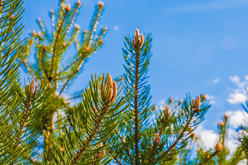 Young pine branches with buds against the blue sky