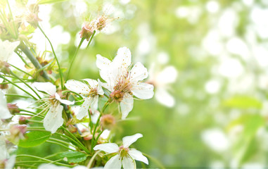 white flower spring background