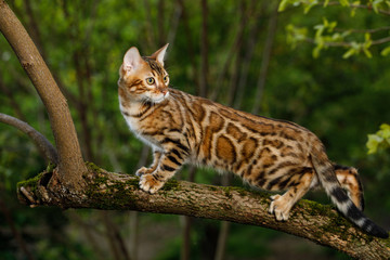 Naklejka premium Bengal Cat Hunting outdoor, on branch tree, Nature green background