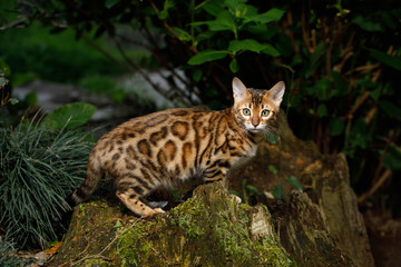 Fototapeta na wymiar Bengal Cat Hunting outdoor, on Nature green background