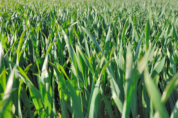 Obraz premium champ de blé vert