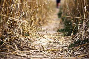 Fototapeta premium Stepped down road in a wheat field